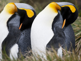 Two King Penguins, Aptenodytes Patagonicus, Preening Photographic Print by Roy Toft