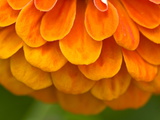 Extreme Close-Up of an Orange Zinnia Flower Photographic Print by Brian Gordon Green