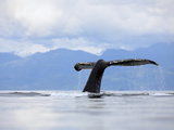 Humpback Whale (Megaptera Novaeangliae) Tail, Inside Passage, Alaska Fotografie-Druck von Konrad Wothe