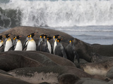 King Penguins Run the Gauntlet of Testy Elephant Seals Photographie par Paul Nicklen