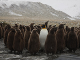 An Adult King Penguin Searching to Find its Chick to Feed Valokuvavedos tekijänä Paul Nicklen