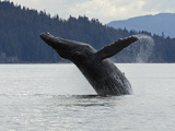 Humpback Whale (Megaptera Novaeangliae) Breaching, Inside Passage, Alaska Lámina fotográfica por Konrad Wothe Humpback Whale (Megaptera Novaeangliae) Breaching, Inside Passage, Alaska Lámina fotográfica por Konrad Wothe