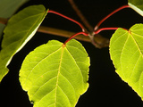 Tree Branch with Leaves Bearing Bright Red Stems Photographic Print by Joe Petersburger
