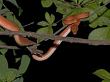 An Amazon Tree Boa, Corallus Hortulanus, Among the Branches of a Tree Photographie par Gordon Wiltsie