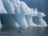 A Kittiwake under an Iceberg with an Overhang Formed by Wave Action Photographie par Paul Nicklen