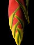 Lobster Claw or False-Bird-Of-Paradise, Heliconia Rostrata, Flower Photographic Print by Joe Petersburger