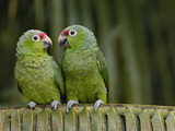 Red-Lored Parrot (Amazona Autumnalis) Pair Sitting on Branch, Ecuador Photographic Print by Pete Oxford