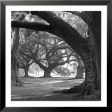 Plantation de Oak Alley, rangée Ouest Affiches par William Guion
