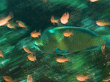 A Bumphead Parrotfish, Scarus Perrico, and Cardinalfish Photographic Print by Mauricio Handler