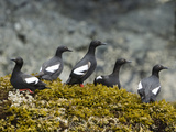 Pigeon Guillemot (Cepphus Columba) Group on Seaweed, Alaska Fotografie-Druck von Konrad Wothe