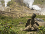 Volcan Alcedo Giant Tortoise (Geochelone Nigra Vandenburghi) and Steam Vent, Galapagos Photographic Print by Pete Oxford