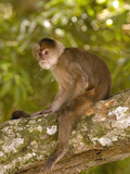White-Fronted Capuchin (Cebus Albifrons) Sitting on Branch, Puerto Misahualli, Ecuador Photographic Print by Pete Oxford