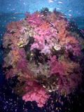 Soft Coral Trees Balloons to Feed in the Strong Food Rich Current Photographic Print by Mauricio Handler
