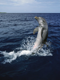 Bottlenose Dolphin (Tursiops Truncatus) Tail-Walking, Honduras Fotografiskt tryck av Konrad Wothe Bottlenose Dolphin (Tursiops Truncatus) Tail-Walking, Honduras Fotografiskt tryck av Konrad Wothe