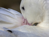 A Wandering Albatross Preening Photographie par Paul Nicklen