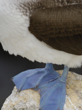 Blue-Footed Booby (Sula Nebouxii), North Seymour Island, Galapagos Islands Photographic Print by Pete Oxford