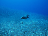 A Galapagos Sea Lion, Zalophus Wollebaeki, Feeding on Salema Fish Photographic Print by Mauricio Handler