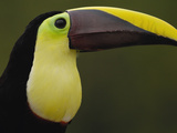 Chestnut-Mandibled Toucan (Ramphastos Swainsonii), Choco Forest, Ecuador Photographic Print by Pete Oxford