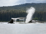 Humpback Whale (Megaptera Novaeangliae) Tails and Spout, Inside Passage, Alaska Lámina fotográfica por Konrad Wothe Humpback Whale (Megaptera Novaeangliae) Tails and Spout, Inside Passage, Alaska Lámina fotográfica por Konrad Wothe