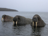 Atlantic Walruses Partially Submerged in Chilly Arctic Waters Photographie par Paul Nicklen