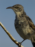 A Portrait of a EspanÅ¬Éola Mockingbird, Nesomimus Macdonaldi Photographic Print by Tim Laman