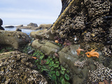 Giant Green Sea Anemone, Goose Barnacles, Ochre Sea Stars, Low Tide, Olympic National Park Fotografie-Druck von Konrad Wothe