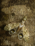 Lantern Bug (Fulgora Laternaria) Camouflaged on Tree Trunk, Amazon Rainforest, Ecuador Photographic Print by Pete Oxford