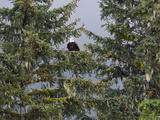 Bald Eagle (Haliaeetus Leucocephalus) in Coniferous Tree, Alaska Lámina fotográfica por Konrad Wothe Bald Eagle (Haliaeetus Leucocephalus) in Coniferous Tree, Alaska Lámina fotográfica por Konrad Wothe