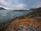 An Arctic Tern in Flight Above Liefdefjorden Valokuvavedos tekijänä Paul Nicklen