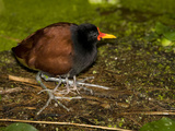 A Wattled Jacana, Jacana Jacana, and it's Chick Photographic Print by Joe Petersburger