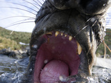 Open Mouth of an Elephant Seal Bull Photographie par Paul Nicklen