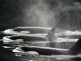 Three Killer Whales Swim in a Row at the Surface of the Water Photographic Print by Ralph Lee Hopkins