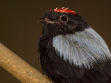 Portrait of a Blue-Backed Manakin Bird, Chiroxiphia Pareola Photographic Print by Joe Petersburger