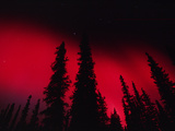 Red Aurora Borealis over Boreal Forest, Alaska Photographic Print by Michael S. Quinton