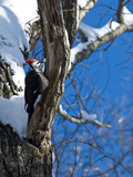 Pileated Woodpecker, Dryocopus Pileatus, on a Snowy Tree Branch Photographic Print by Brian Gordon Green