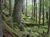 Coniferous Forest, Inside Passage, Southeast Alaska Lámina fotográfica por Konrad Wothe Coniferous Forest, Inside Passage, Southeast Alaska Lámina fotográfica por Konrad Wothe