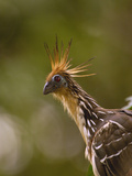 Hoatzin (Opisthocomus Hoazin), Yasuni National Park, Amazon Rainforest, Ecuador Photographic Print by Pete Oxford