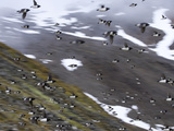 Blurred Motion of Little Auks in Flight Photographie par Paul Nicklen