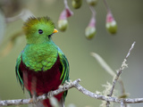 Close Up of a Resplendent Quetzal, Pharomachrus Mocinno, in a Tree Photographie par Roy Toft