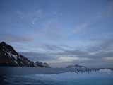 Gentoo Penguins on an Iceberg Floating Off South Georgia Photographie par Paul Nicklen