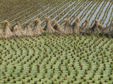 Bound Together Rice Stalks Between Paddies of Rice Plants Photographie par O. Louis Mazzatenta