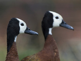 A Pair of White-Faced Whistling Ducks, Dendrocygna Viduata Lámina fotográfica por Joe Petersburger A Pair of White-Faced Whistling Ducks, Dendrocygna Viduata Lámina fotográfica por Joe Petersburger