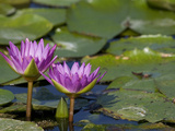 Tropical Water Lilies, Nymphaea Species, Growing in a Thermal Pond Photographic Print by Joe Petersburger