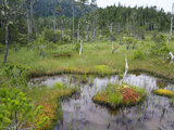 Muskeg Bog with Ponds, Mitkof Island, Southeast Alaska Fotografie-Druck von Konrad Wothe