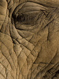 Close Up of the Eye of an African Elephant, Loxodonta Africana Photographic Print by Joe Petersburger