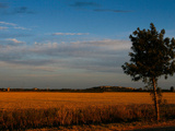 Sunflower Fields Near St. Remy, Provence Photographie par AJ Wilhelm