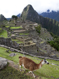 The Ruins at Machu Picchu and a Llama Photographie par Kent Kobersteen
