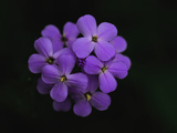 Close Up of a Cluster of Purple Flowers Photographie par Brian Gordon Green