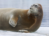 A Bearded Seal Resting on Sea Ice Valokuvavedos tekijänä Paul Nicklen