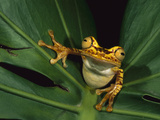 Chachi Tree Frog (Hyla Picturata) Cotacachi-Cayapas Reserve, Ecuador Photographic Print by Pete Oxford